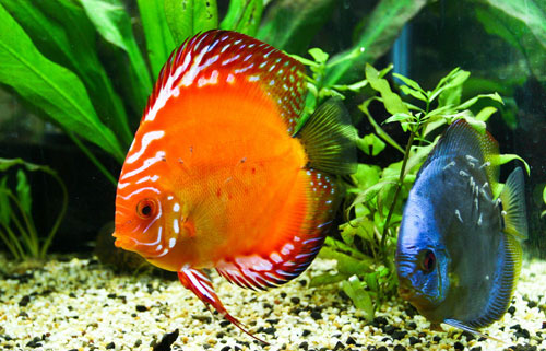 居家養魚風水講究，怎麽養魚招財運？