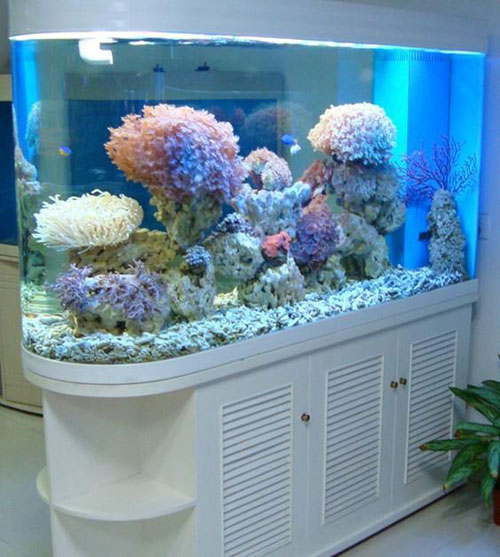 居家養魚風水講究，怎麽養魚招財運？