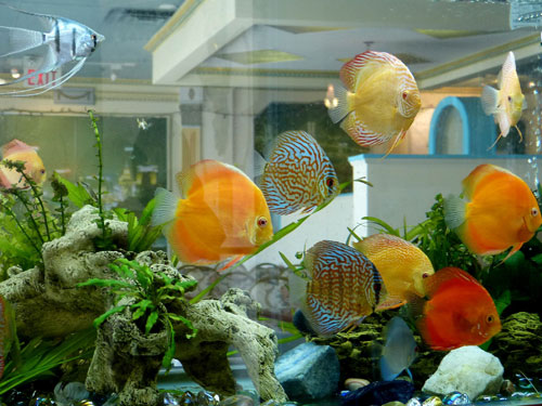 居家養魚風水講究，怎麽養魚招財運？