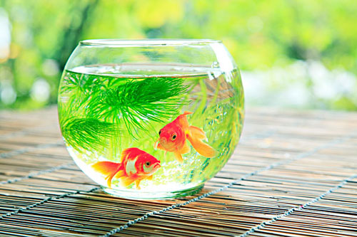 居家養魚風水講究，怎麽養魚招財運？